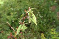 ..klappt die Blätter zusammen