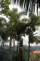 im Kräutergarten (war früher eine Bananen-Plantage)