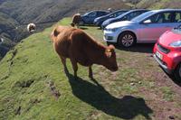 Kühe auf dem Parkplatz...
