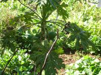Levada-Wanderung - Papaya