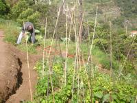 Levada-Wanderung - Bauer bei der Arbeit