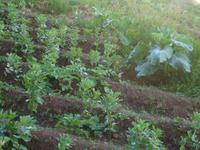 Levada-Wanderung - Gemüseanbau