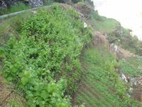 Levada-Wanderung - Weinanbau