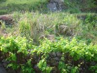 Levada-Wanderung - Zuckerrohr