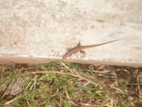 Levada-Wanderung - einsamer Wanderer