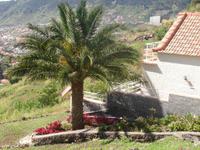 Levada-Wanderung mit Palme