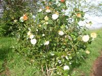 Blandy's Garden - Kamelie