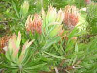 Blandy's Garden - Protea