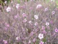 Blandy's Garden - Madeira Geranium