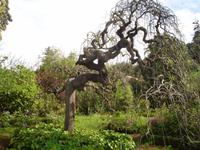 Blandy's Garden - japanischer Jupiterbaum