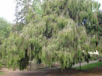 Blandy's Garden - Wacholderbaum