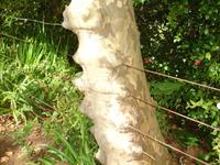 Blandy's Garden - Einzäumung