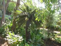 Botanischer Garten in Funchal