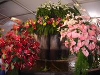 Funchal - Blumenfest auf der Avenida Arriaga - Im Blumenpavillon