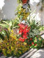 Funchal - Blumenfest auf der Avenida Arriaga