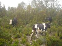 Glückliche Kühe abwärts von der Hochebene