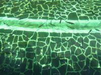 Forellenzucht in Ribeiro Frio