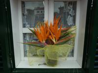 Strelitzien im Blumenhaus in Santana