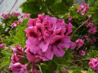 Blütenzauber auf Madeira