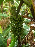 Bananenstaude auf Madeira