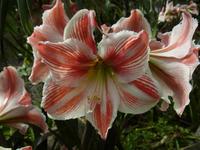 Blütenzauber auf Madeira