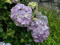 Madeira Bluteninsel im Atlantik