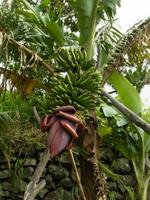 Bananenplantagen auf Madeira