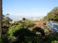 Blumenteppich im Jardim Botanico