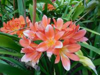 Blütenzauber auf Madeira