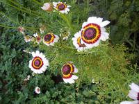 Farbenpracht im Jardim Botanico