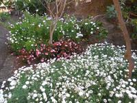 Ziergarten im Jardim Botanico