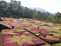 Blumenteppich im Jardim Botanico