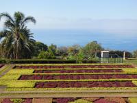 Blumenteppich im Jardim Botanico
