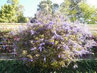 Blütenzauber auf Madeira