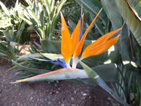 Strelitzien im Jardim Botanico