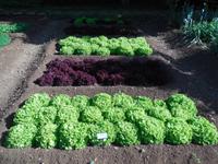 Nutzgarten im Jardim Botanico