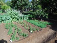 Kräuteranbau im Jardim Botanico