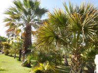 Palmengarten im Jardim Botanico