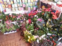 Blumenmeer in der Markthalle von Funchal