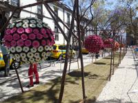 Blumenschmuck in Funchal