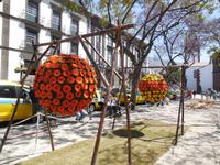 Blumenschmuck in Funchal