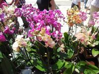 Orchideen in Funchal