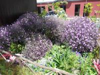 Blütenzauber auf Madeira