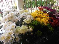 Blütenzauber auf Madeira