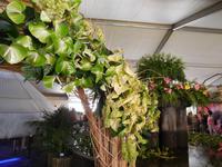 Blütenschmuck in Funchal