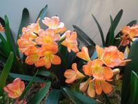 Blütenzauber auf Madeira