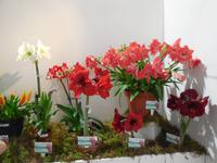 Blütentraum in Funchal