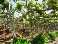 Besuch eines Weingutes