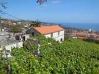 Weingut auf Madeira