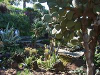 Kakteen im Jardim Botanico